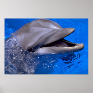 Delphin Poster