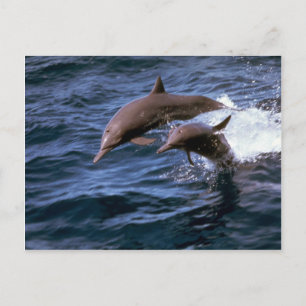 Delphin Postkarte