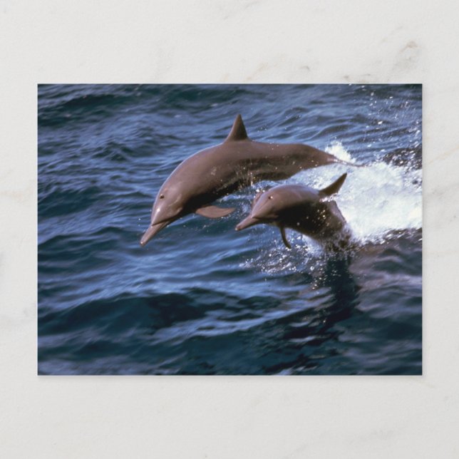 Delphin Postkarte (Vorderseite)