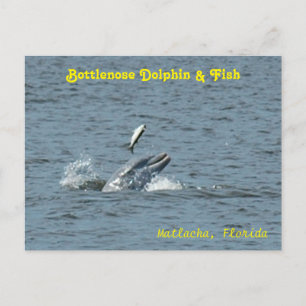 Delphin spielt mit Fisch Postkarte