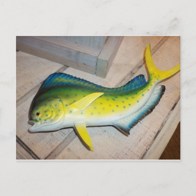 Delphin the Fish (nicht das Säugetier) Postkarte (Vorderseite)