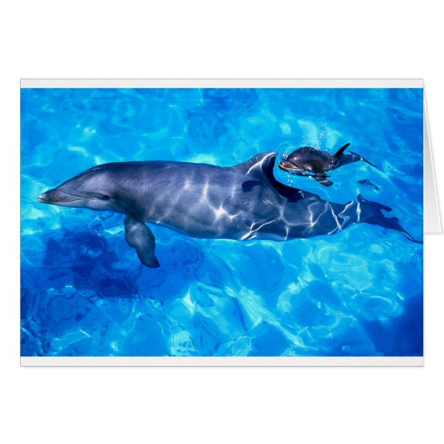 Delphine (Vorderseite (Horizontal))