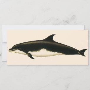 Delphine Delphinus Tursio, Vintage Meereslebewesen