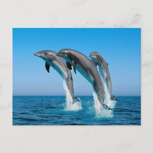 Delphine hochfahren postkarte (Vorderseite)