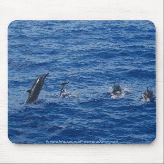 Delphine ~ Nordwestküste von Lanai Mousepad
