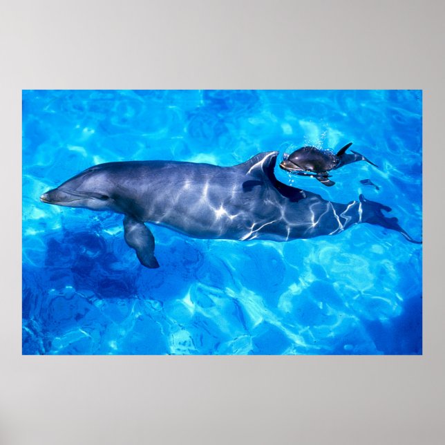 Delphine Poster (Vorne)