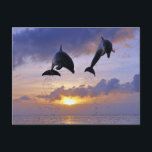 Delphine springen bei Sonnenuntergang Postkarte<br><div class="desc">Tierkarte mit zwei Delphinen,  die bei Sonnenuntergang hoch springen.</div>