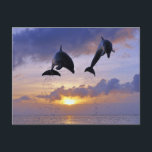 Delphine springen bei Sonnenuntergang Postkarte<br><div class="desc">Tierkarte mit zwei Delphinen, die bei Sonnenuntergang hoch springen.</div>
