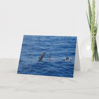 Delphine . Südseite des Lanai Foto Grußkarte Karte