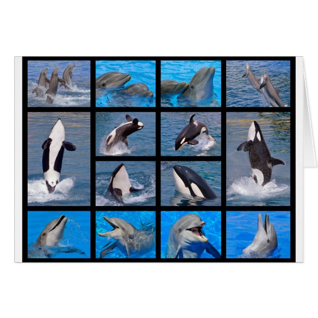 Delphine und Killerwale (Vorderseite (Horizontal))