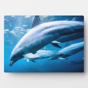 Delphine unter Wasser Fotoplatte