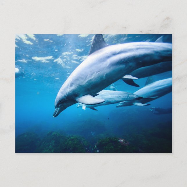 Delphine unter Wasser Postkarte (Vorderseite)