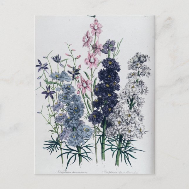 Delphinien aus dem "Garten der Damen"-Blumen Postkarte (Vorderseite)