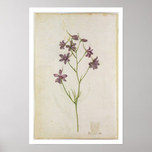 Delphinium ajacis, c.1568 poster