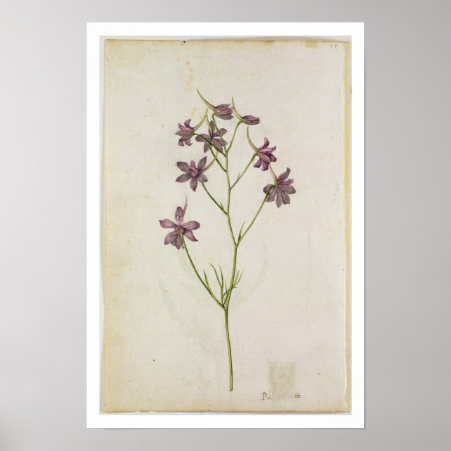 Delphinium ajacis, c.1568 poster (Vorne)