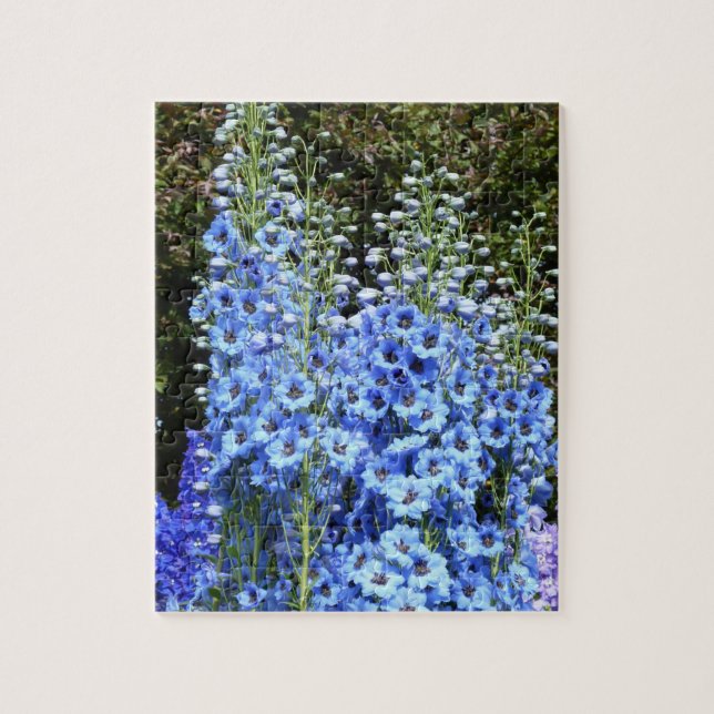 Delphinium Blume Gartengarten (Vertikal)