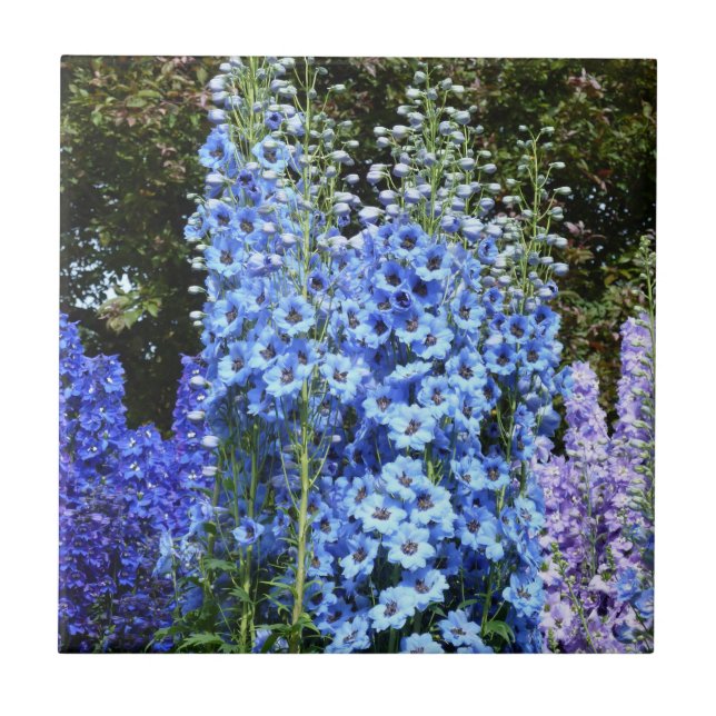 Delphinium Blume Gartengarten Fliese (Vorderseite)