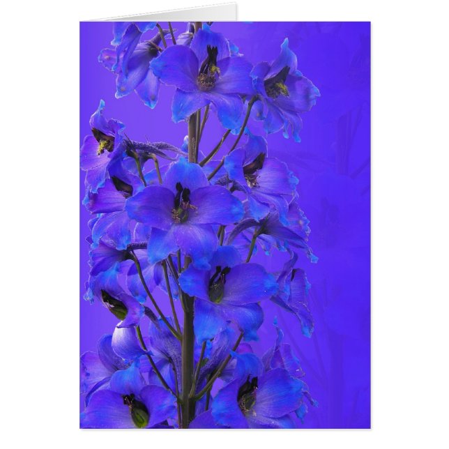 Delphinium fotografische Karte (Vorne)