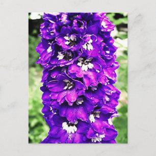 Delphinium Postkarte