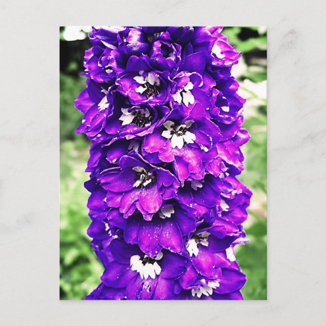 Delphinium Postkarte (Vorderseite)