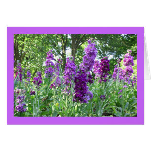 Delphinium pourpre