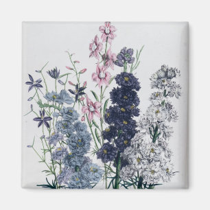 Delphiniums, "von die Damen-" der Blume Garden Magnet