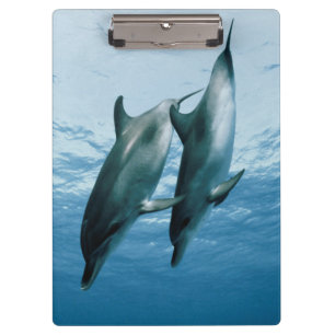 Delphinpaare Klemmbrett