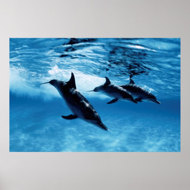 Delphintrio Poster (Vorne)