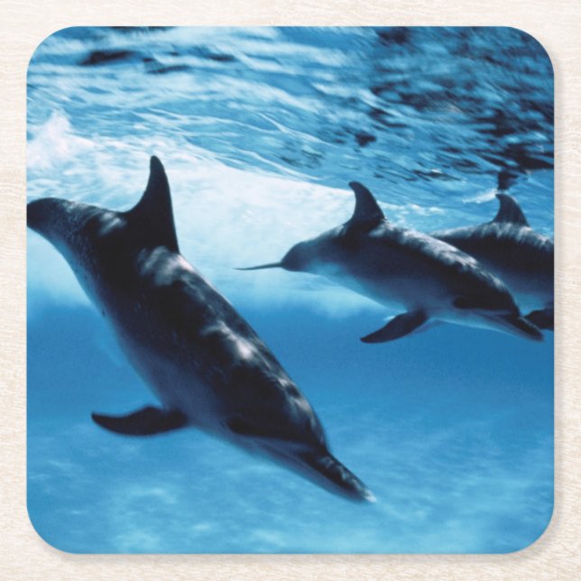 Delphintrio Rechteckiger Pappuntersetzer (Vorderseite)