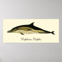 Delphinus Delphis, Vintage Meeressäugetiere
