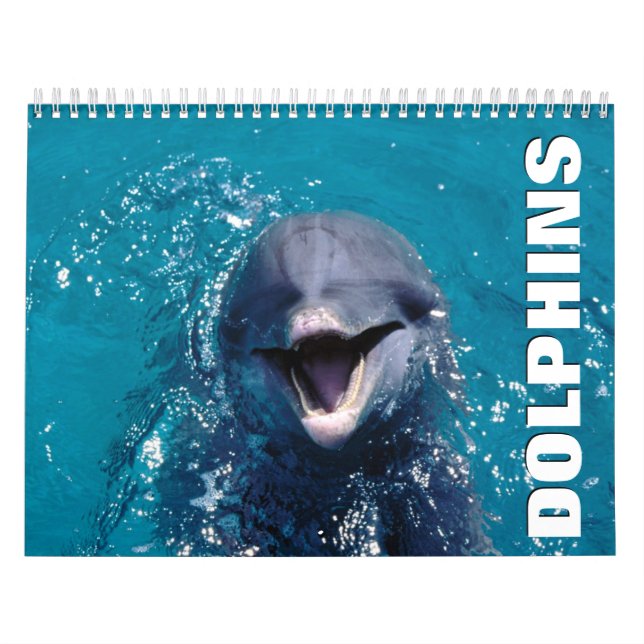 Delphinwand-Mauerkalender Kalender (Titelbild)