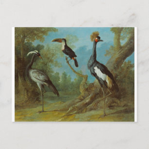 Demoiselle Crane, Toucan und Tufted Crane Postkarte