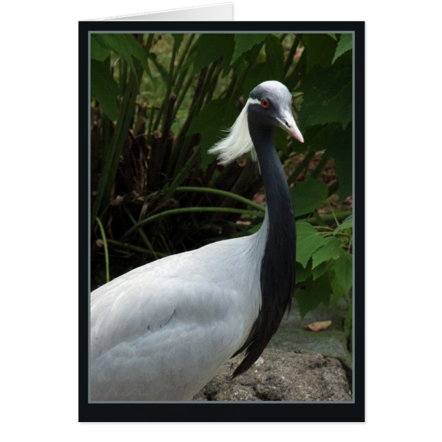 Demoselle Crane (Vorne)