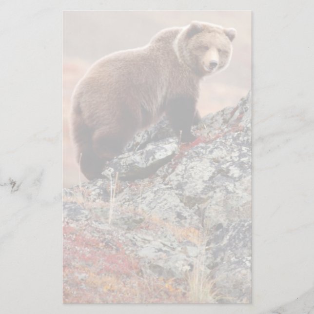 Denali Braunbär Briefpapier (Vorderseite)