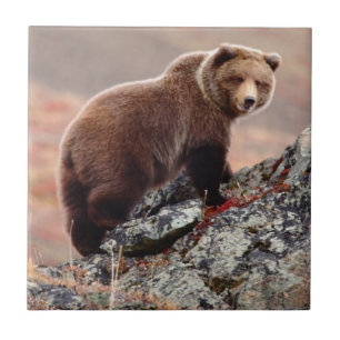 Denali Braunbär Fliese
