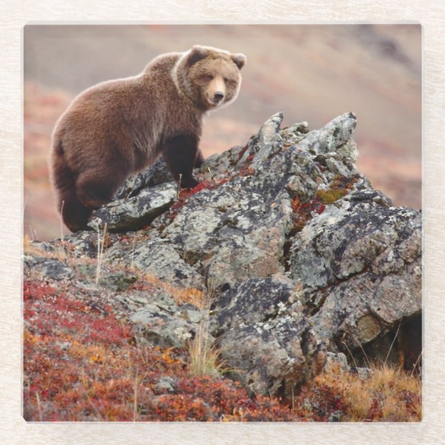 Denali Braunbär Glasuntersetzer (Vorderseite)