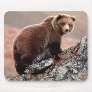 Denali Braunbär Mousepad