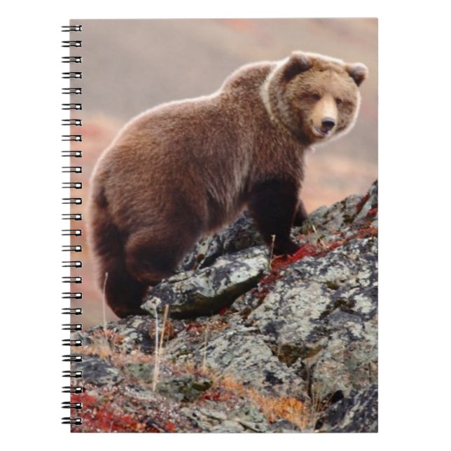 Denali Braunbär Notizblock (Vorderseite)