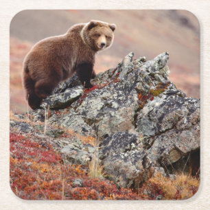 Denali Braunbär Rechteckiger Pappuntersetzer