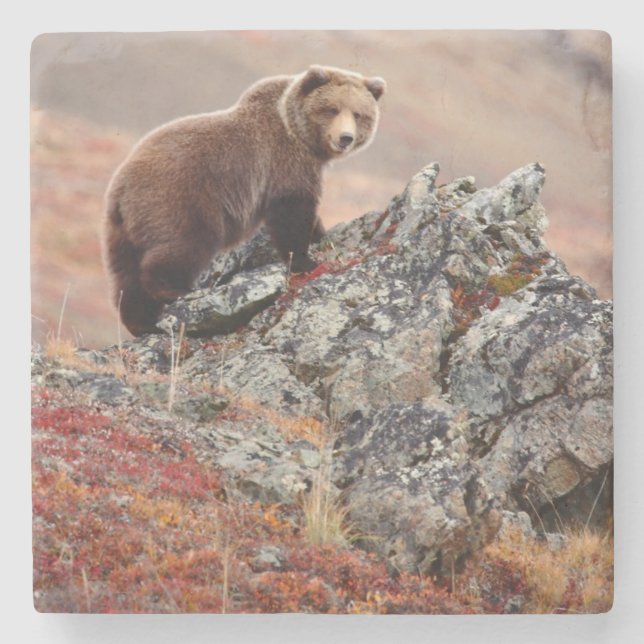Denali Braunbär Steinuntersetzer (Vorderseite)