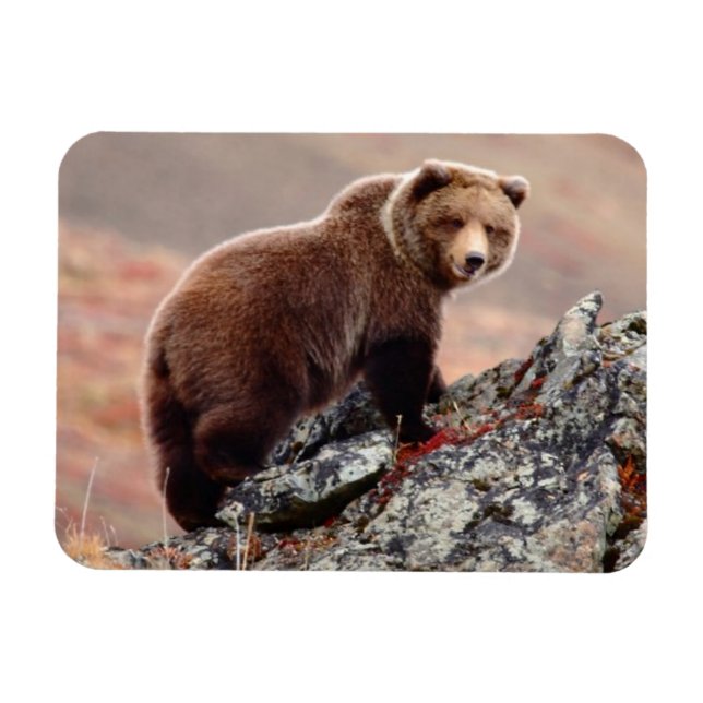 Denali Brown Bear Magnet (Horizontal)