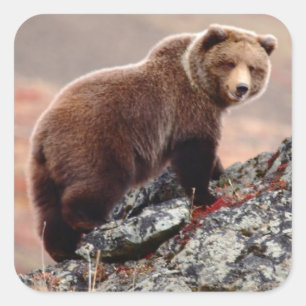 Denali Brown Bear Quadratischer Aufkleber