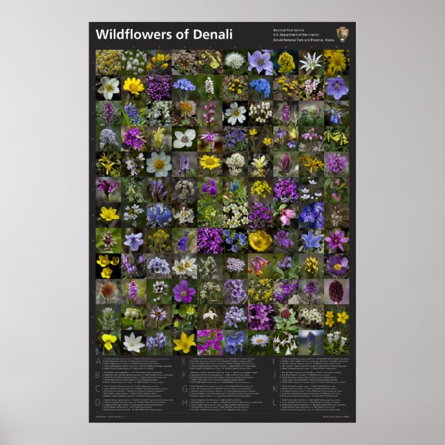 Denali Wildblume Poster (Vorne)