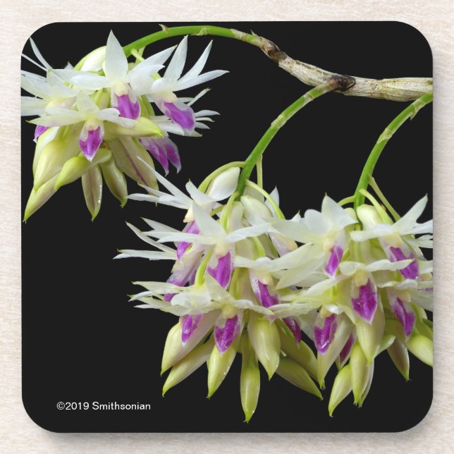Dendrobium Amethystoglossum Getränkeuntersetzer (Vorderseite)