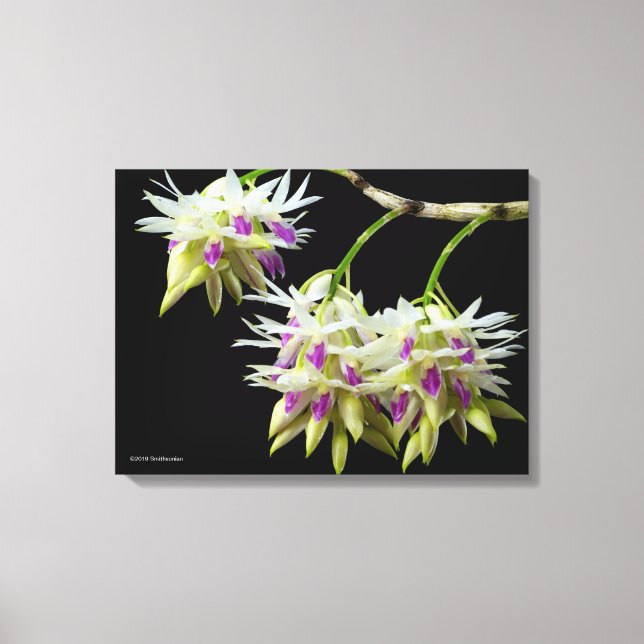 Dendrobium Amethystoglossum Leinwanddruck (Vorderseite)