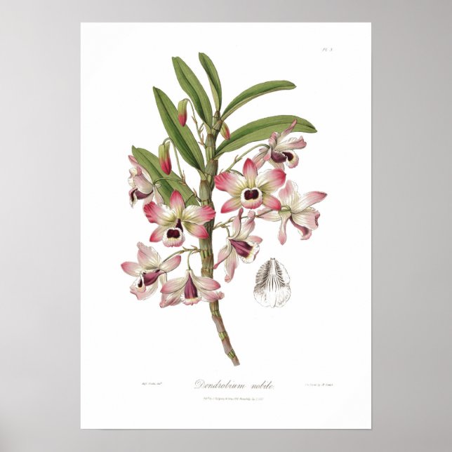 Dendrobium nobile poster (Vorne)