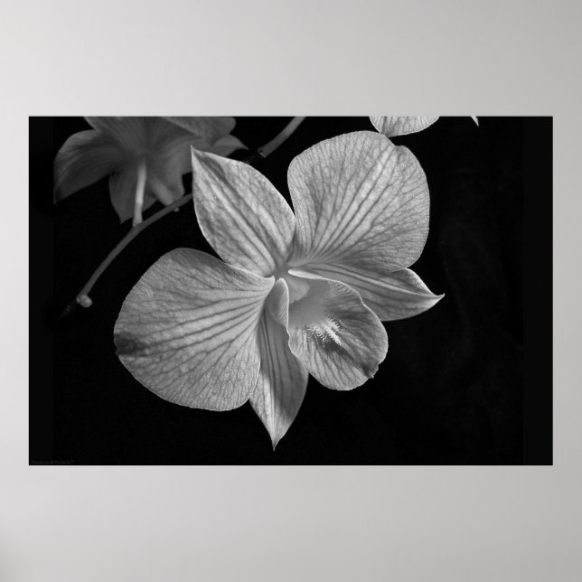 Dendrobium Orchid 2 Poster Print (Vorne)