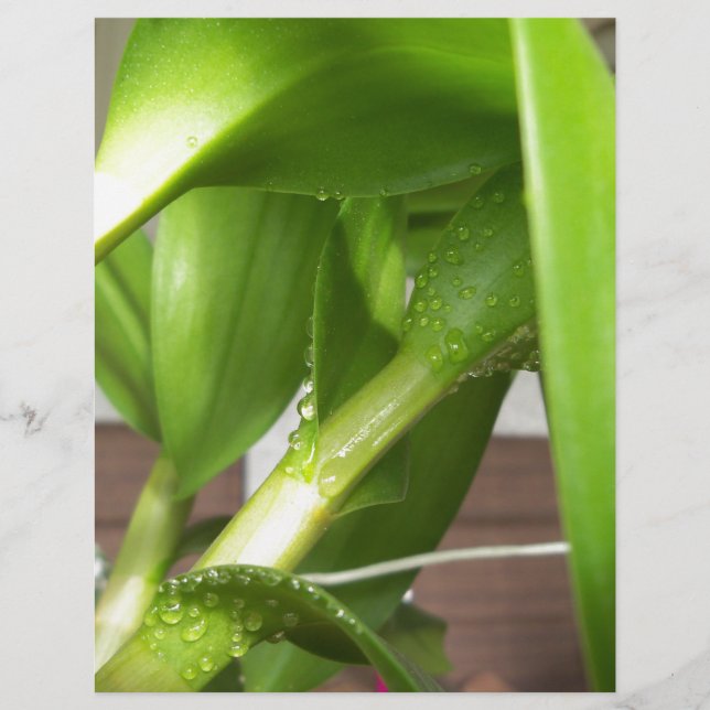 Dendrobium Orchid stems geschlossen (Vorderseite)