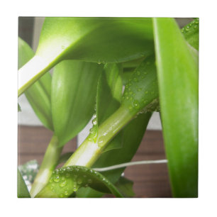 Dendrobium Orchid stems geschlossen Fliese