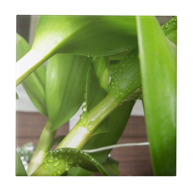Dendrobium Orchid stems geschlossen Fliese (Vorderseite)